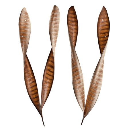 Dry Leaves taken in the Autumn, on white backgroundの写真素材