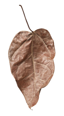 Dry Leaf taken in the Autumn, on white backgroundの写真素材