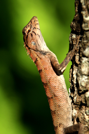 A Tree Lizard basking in the early morning sunlight.の写真素材