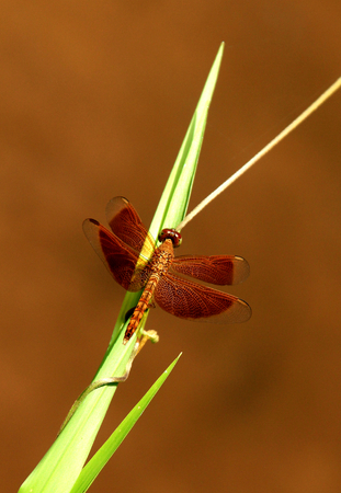 Brown dragonfly  on green reeds and a brown background.の写真素材