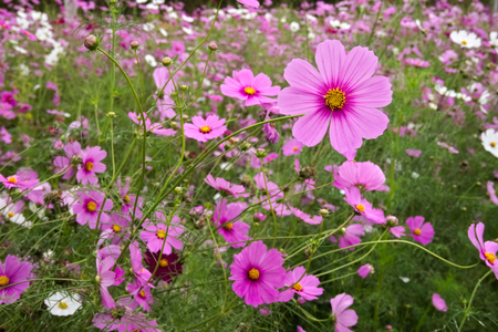 Flower meadow. Cosmos flowers,  (Coreopsideae)の写真素材