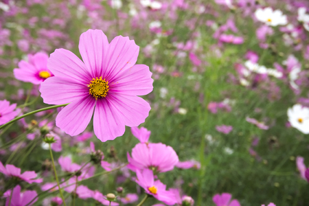 Flower meadow. Cosmos flowers,  (Coreopsideae)の写真素材