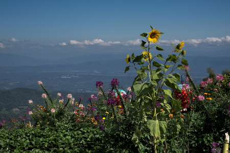 Mixed flowers with a hilltop viewの写真素材