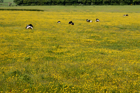 Cattle grazing in a buttercup meadow, Dumfries, Scotland.の写真素材