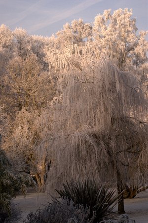 Frost laden trees in the sunlight. Dumfries, Scotlandの写真素材