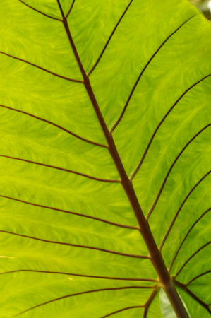 Backlit large leaf, red veins.の写真素材
