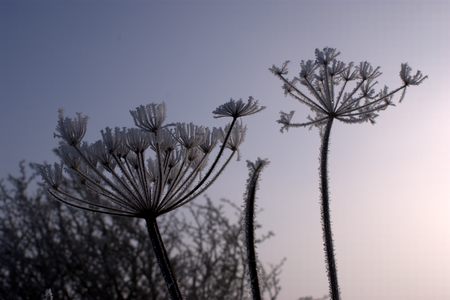 Frost covered dried wild flower. Morning sunlightの写真素材