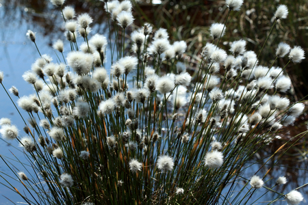 Wetland plant Cotton grass in full flower.の写真素材
