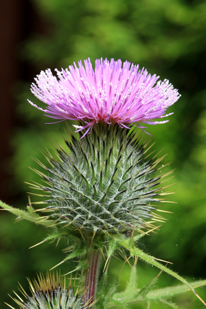 Flower of the common thistle, cirsium vulgare, Dumfries, Scotlandの写真素材