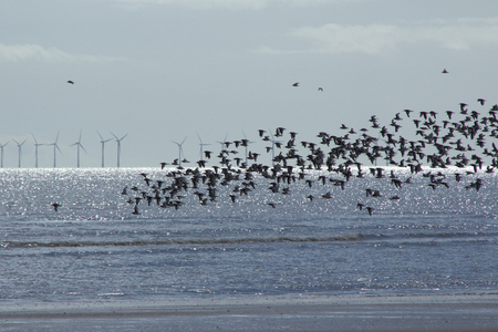Wildlife, birds and offshore wind turbines existing together.の写真素材