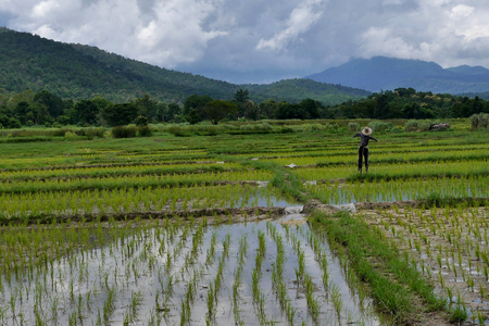 Rice paddy with a scarecrow, Chiang Mai, Thailand.の写真素材