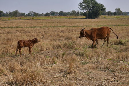 A buffalo and calf looking at each other. Buriram, Thailandの写真素材