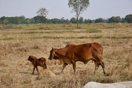 A buffalo and calf. Buriram, Thailandの写真素材