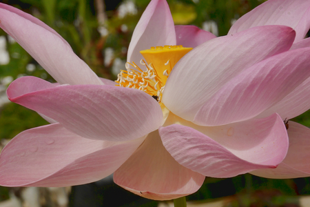Pink Lotus flower close up.の写真素材