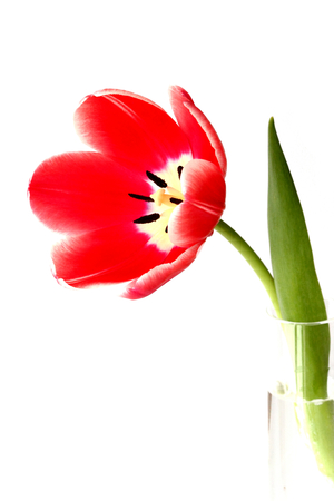Single red tulip in a vase High key, white background.の写真素材