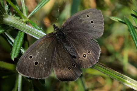 Ringlet Butterfly. Aphantopus hyperantusの写真素材