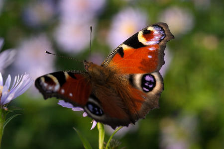 Peacock butterfly. Aglais io.の写真素材