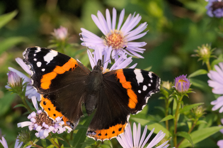 Red Admiral butterfly on Aster flowers. Vanessa atalanta.の写真素材