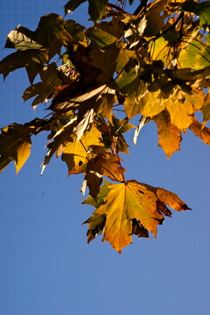 Autumn leaves against a bright blue skyの写真素材