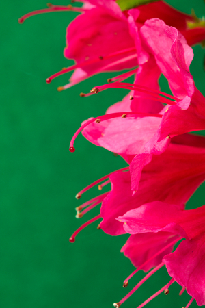 Lily  flowers on green background.の写真素材