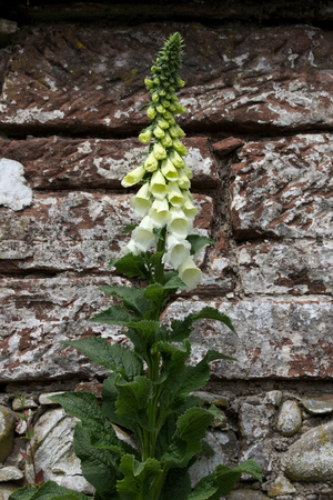 White Hollyhock flower against stone wall background.