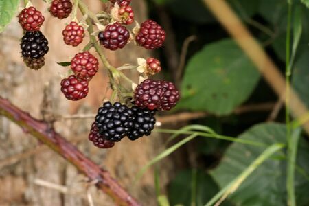 Wild blackberries. Hedgerow fruit.の写真素材