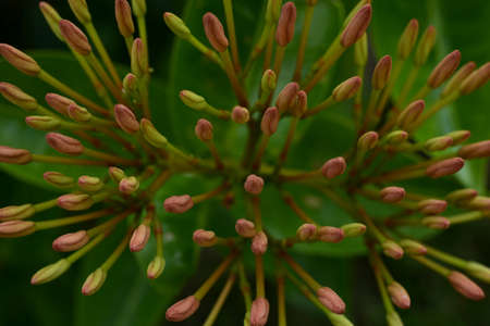 Flower buds of the Needle Flower or Jungle Flame (Ixora Cocconea)
