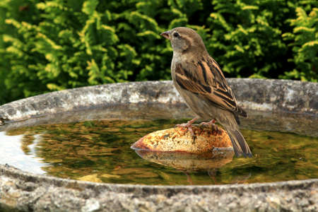 Common house sparow (Parus major)at the bird bath in a cottage garden.の写真素材