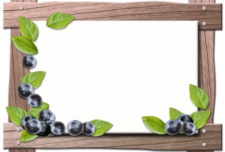 blueberryの写真素材