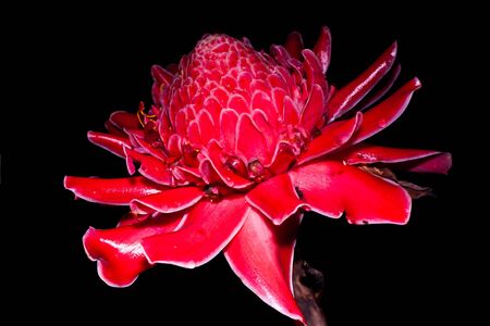 Etlingera elatior isolated on blackbackgroundの写真素材