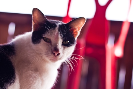 catの写真素材