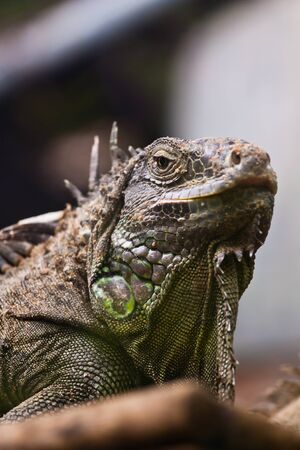 Iguanaの写真素材