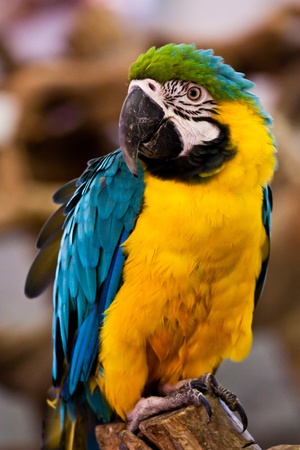 macawの写真素材