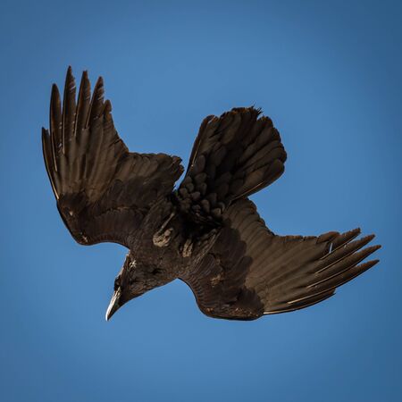 Closeup to a crow flying against a blue sky