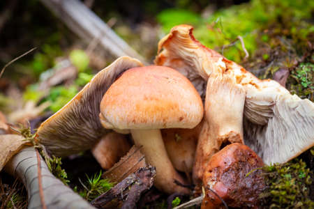 Wild mushrooms in the undergrowth in autumn