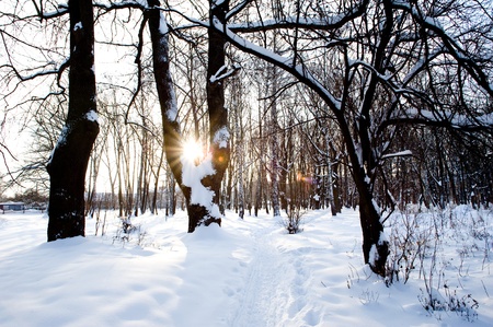 An image of morning park in winterの写真素材