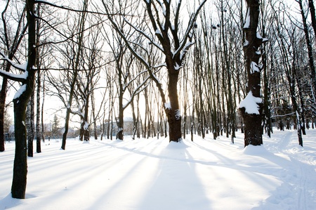 An image of sunny winter morning in the parkの写真素材
