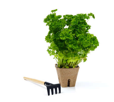 Green parsley in flowerpot with little rakeの写真素材
