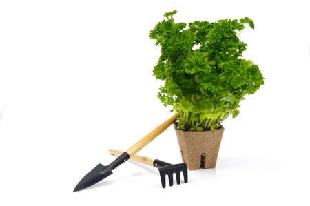Green parsley in flowerpot with gardentoolsの写真素材