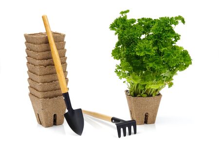 Green parsley in flowerpot with gardentoolsの写真素材