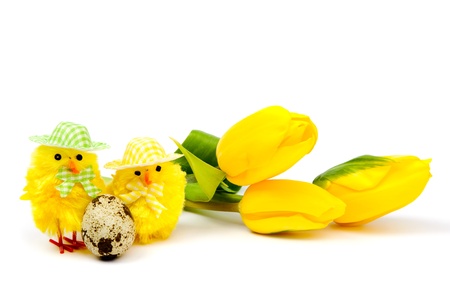 Yellow chickens with tulips and eggsの写真素材