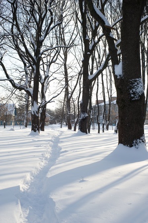 An image of beautiful winter trees in the parkの写真素材