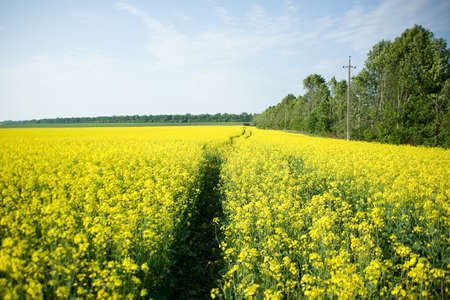 An image of patch in yellow fieldの写真素材