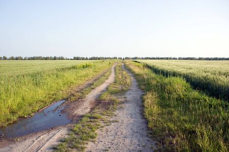 Rural road on sunny day.の写真素材