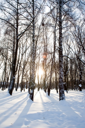 An image of sunny morning in winter parkの写真素材