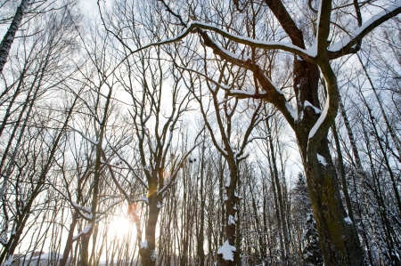 An image of bare trees in the parkの写真素材