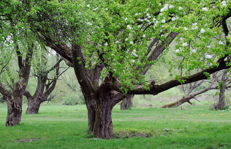 An image of beautiful trees in bloomの写真素材
