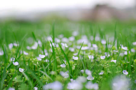An image of flowers in thick green grassの写真素材