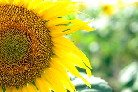 An image of a little bee on a yellow sunflowerの写真素材