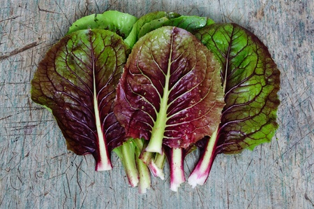An image of green leaves with purple veins